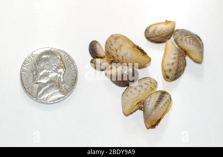 Quagga Muscheln (Dreissena Bugensis) Stockfoto