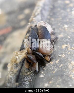 Quagga Muscheln (Dreissena Bugensis) Stockfoto