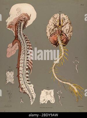 Historische anatomische Abbildung Stockfoto