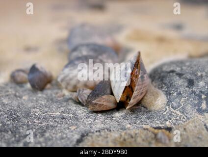 Quagga Muscheln (Dreissena Bugensis) Stockfoto