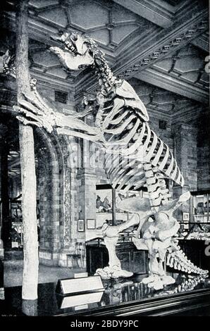 Skelett von südamerikanischem Ground Sloth Stockfoto