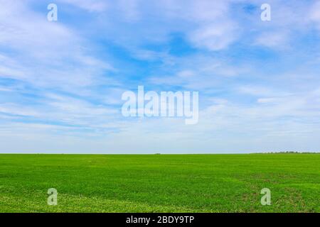 Landschaft mit Blick auf die endlosen grünen Felder im Frühling Stockfoto