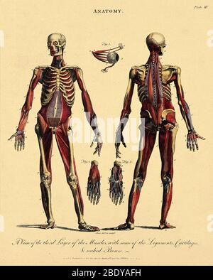 Muskeln, Bänder und Knochen, Illustration Stockfoto