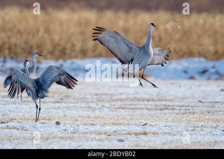 Sandhill Cranes, (Grus canadensis), Bernardo Waterfowl Management Area, New Mexico, USA. Stockfoto