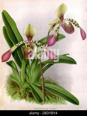 Orchidee, Cypripedium lowii, 1891 Stockfoto