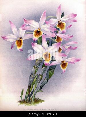 Orchidee, Dendrobium Schneiderianum, 1891 Stockfoto