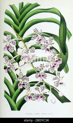 Orchidee, Vanda suavis, 1880 Stockfoto