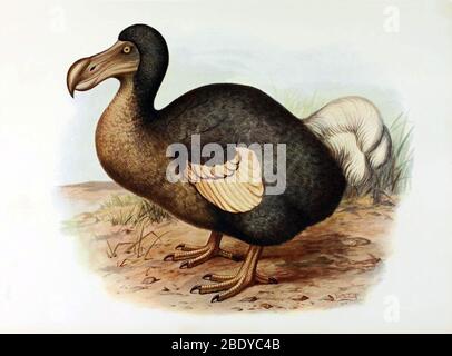 Dodo Stockfoto