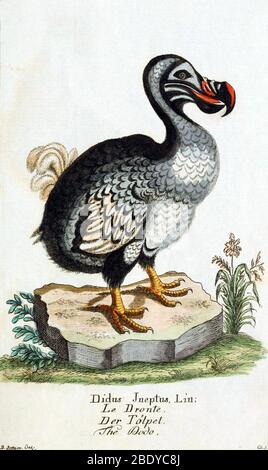 Dodo Stockfoto