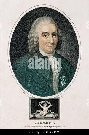 Carl Linnaeus, Schwedischer Botaniker, 1775 Stockfoto