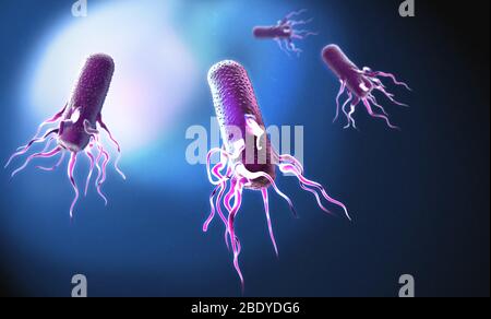 E. coli mit Geißel, Illustration Stockfoto