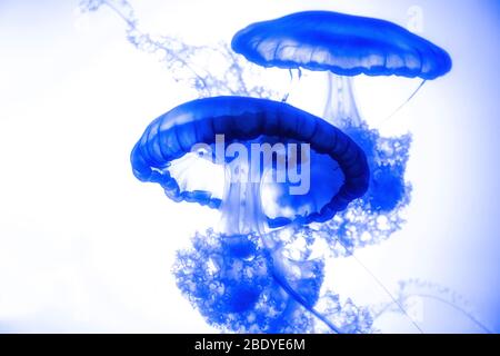 Nahaufnahme von zwei Quallen, die im Wasser aufsteigen Stockfoto