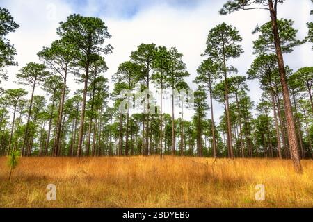 Offenes Feld im Wald von hohen Kiefern Stockfoto