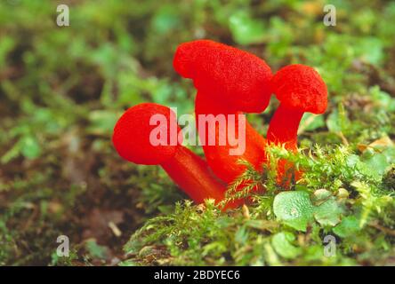 Guernsey. Pilze. Nahaufnahme von scharlachroten Wachskappen-Pilzen. Hygrocybe coccinea. Stockfoto