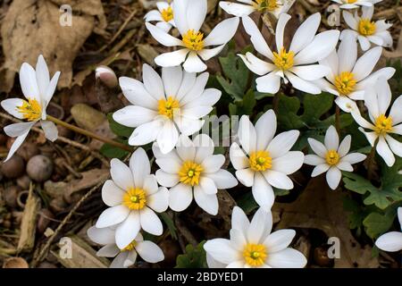 Blutwurzel blüht am frühen Morgen. Es ist eine im Frühling mehrjährige, krautige blühende Pflanze aus dem östlichen Nordamerika. Stockfoto