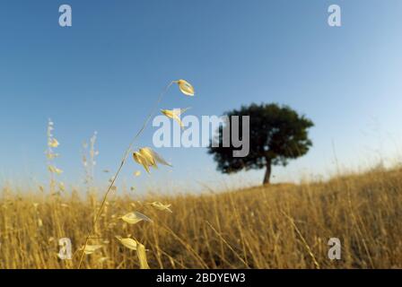 Nahaufnahme Haferstamm und verschwommene Form von eineineineineinenm am Horizont in Sizilien am Abend Stockfoto