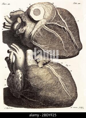 Herz, Anatomisches Illustration, 18. Jahrhundert Stockfoto