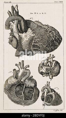 Herz, Anatomisches Bild, 1763 Stockfoto