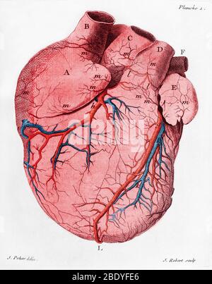 Herz, Anatomisches Illustration, 18. Jahrhundert Stockfoto