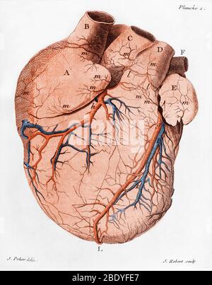 Herz, Anatomisches Illustration, 18. Jahrhundert Stockfoto