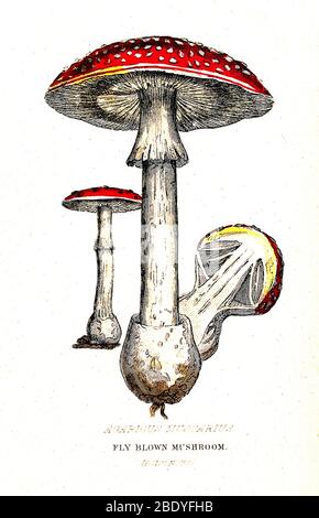 Giftiger Fliegengeblasenen Pilz, Illustration Stockfoto