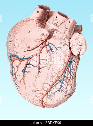 Herz, Anatomisches Illustration, 18. Jahrhundert Stockfoto