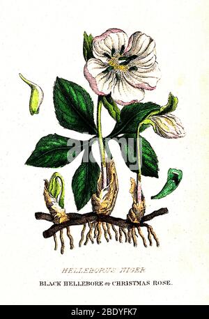 Giftige Schwarze Hellebore, Illustration Stockfoto