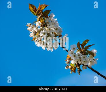 Nahaufnahme des weißen Kirschbaums Frühlingsblüte vor tiefblauem Himmel, Schottland, Großbritannien Stockfoto