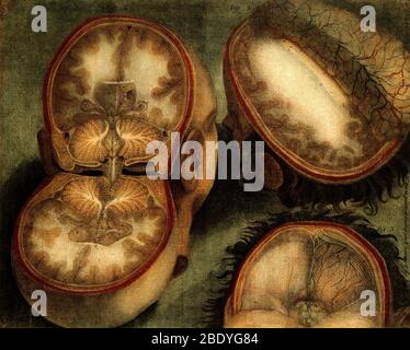 Anatomische Dissektion, Illustration des 18. Jahrhunderts Stockfoto