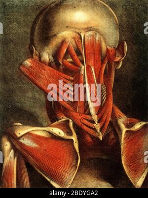 Anatomische Dissektion, Illustration des 18. Jahrhunderts Stockfoto