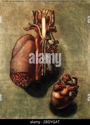 Anatomische Dissektion, Illustration des 18. Jahrhunderts Stockfoto