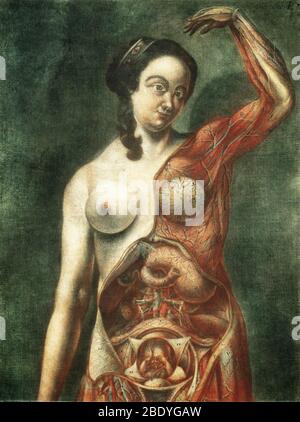 Anatomische Dissektion, Illustration des 18. Jahrhunderts Stockfoto