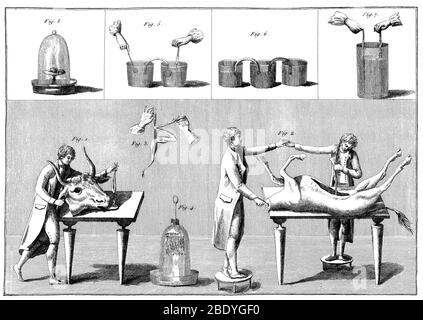 Galvanismus-Experimente, 1804 Stockfoto