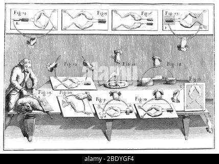 Galvanismus-Experimente, 1804 Stockfoto