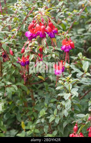 Fuchsia Genii Busch im Garten Stockfoto