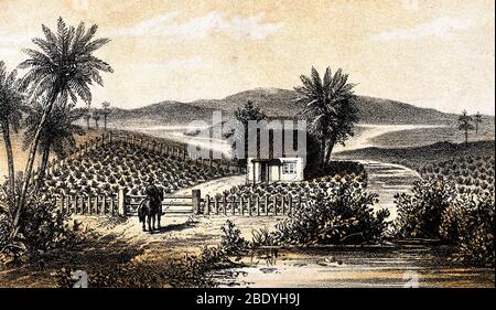 Kubanische Tabakplantage, 19. Jahrhundert Stockfoto