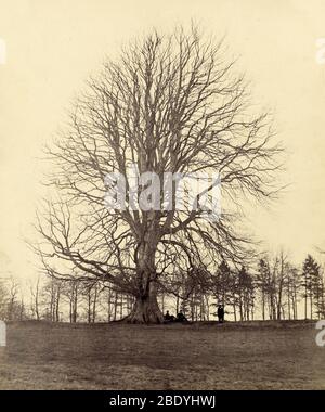 Great Beech on Manor Hill, London, Großbritannien, 1864 Stockfoto