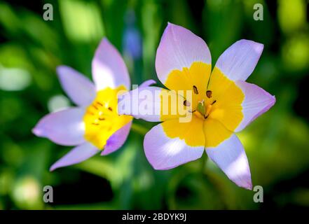 Brighton, Großbritannien, 10. April 2020, blühende Blumen in der Frühlingssonne Stockfoto