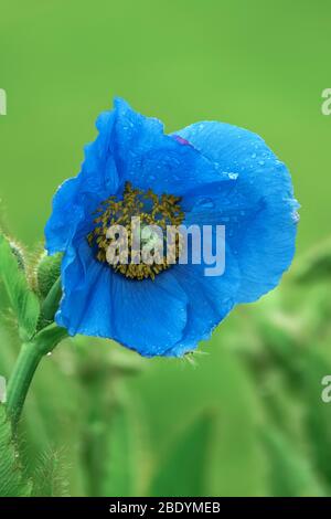 Himalayan Blue Poppy (meconopsis baileyi) Norwegen Stockfoto