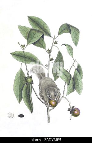Fliegendes Eichhörnchen auf Persimmon Stockfoto