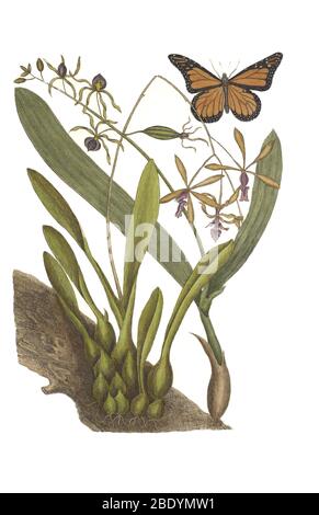 Monarch und Orchideen Stockfoto