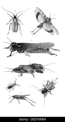 Heuschrecken und Grillen Stockfoto