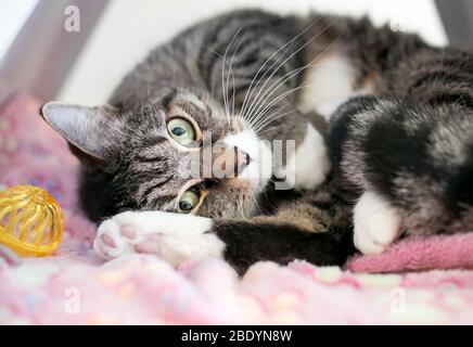 Eine braun-weiße gestromte Hauskatze, die sich auf einer Decke entspannt Stockfoto