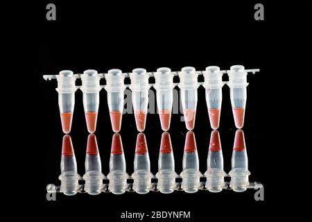 PCR-Mikroröhrchen zur Identifizierung von Coronavirus auf Schwarz Stockfoto