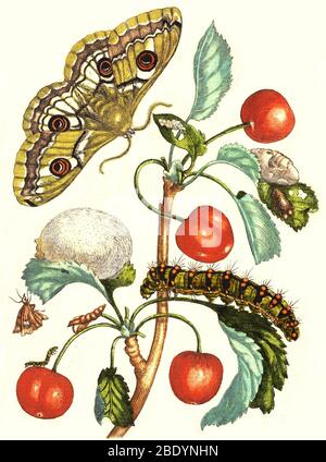 Kaiser Moth Metamorphose und Kirschen, 1705 Stockfoto