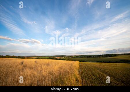 Reif Weizenfeld in Kansas, USA Stockfoto