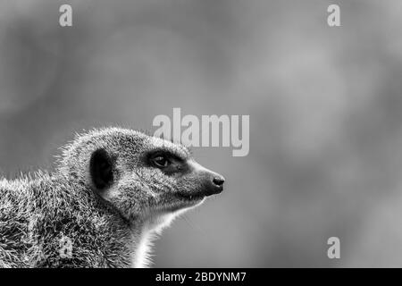 Slended tailed meerkat in die Ferne so aussieht, wie er auf seine Familie hält. In Norfolk (England) im Frühjahr 2019 gesehen. Stockfoto