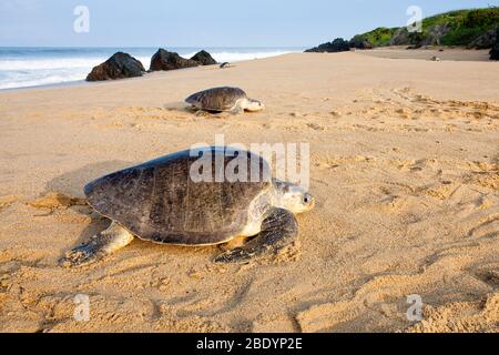 Olive Ridley Meeresschildkröten kommen an, um Eier am Ixtapilla Beach in Michoacan, Mexiko, zu legen. Stockfoto