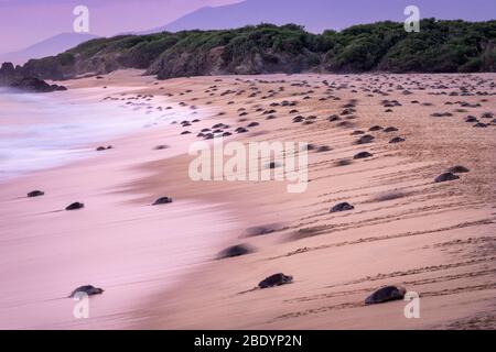 Hunderte von Olive Ridley Meeresschildkröten kommen bei Sonnenaufgang an, um Eier am Ixtapilla Beach in Michoacan, Mexiko, zu legen. Stockfoto