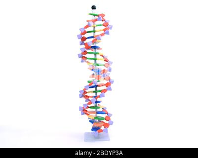 Doppel-Helix DNA Molekülmodell Stockfoto